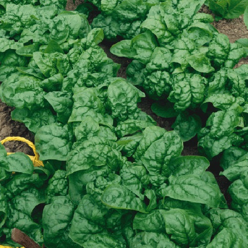 Spinach Seeds - English Bloomsdale - Certified Organic