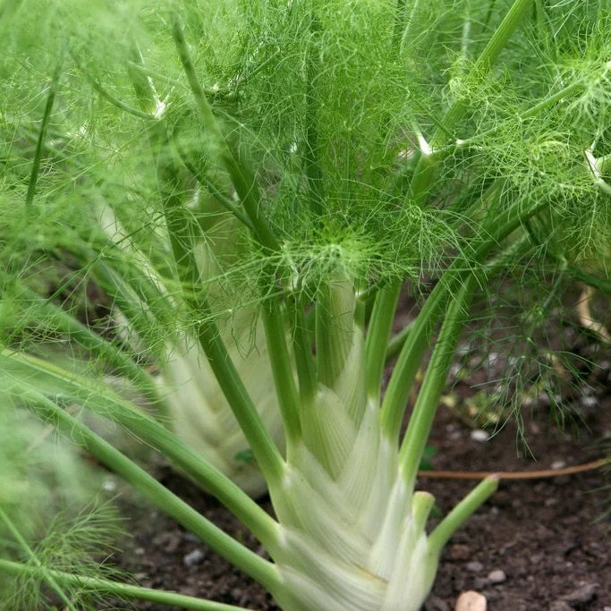 Fennel Seeds - Florence - Certified Organic