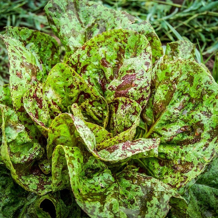 Certified Organic Freckles Romaine Lettuce Seeds. Shop now and buy your certified organic and heirloom vegetable seeds online today at YourVegePatch and grow your own veggies.
