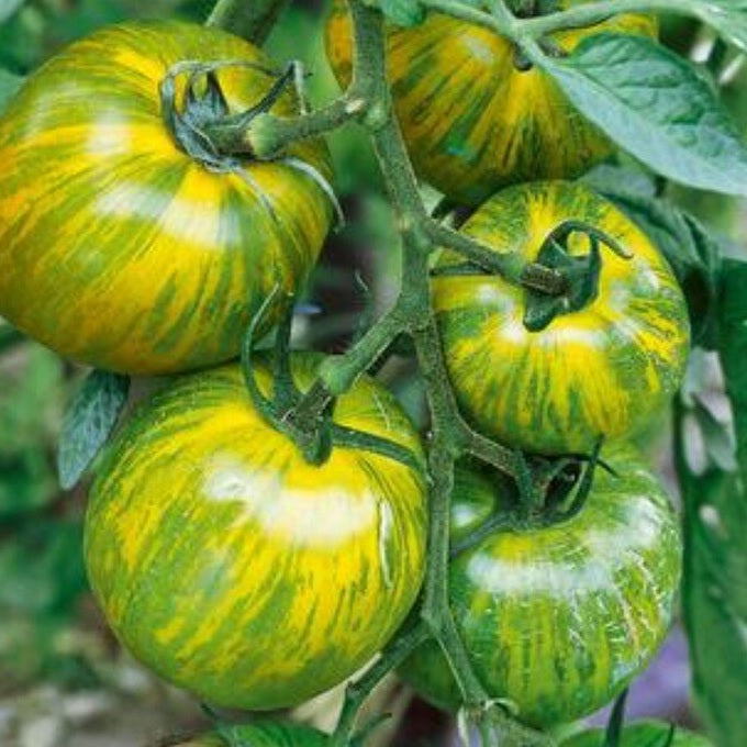 Tomato Seeds - Green Zebra - Certified Organic