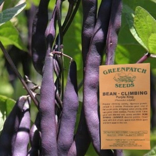 heirloom purple king climing bean. Shop certified organic and heirloom vegetable seeds now.