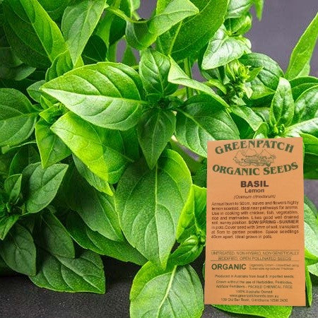 Certified Organic Lemon Basic Herb Seeds for your veggie garden. Buy your heirloom and certified organic herb seeds now.