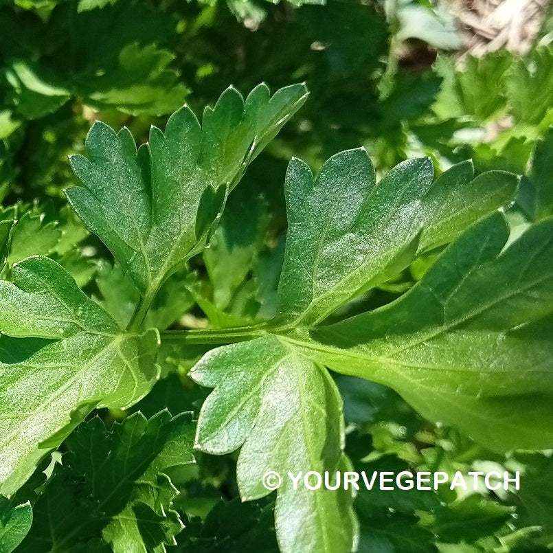 Parsley Herb Seeds - Italian - Certified Organic