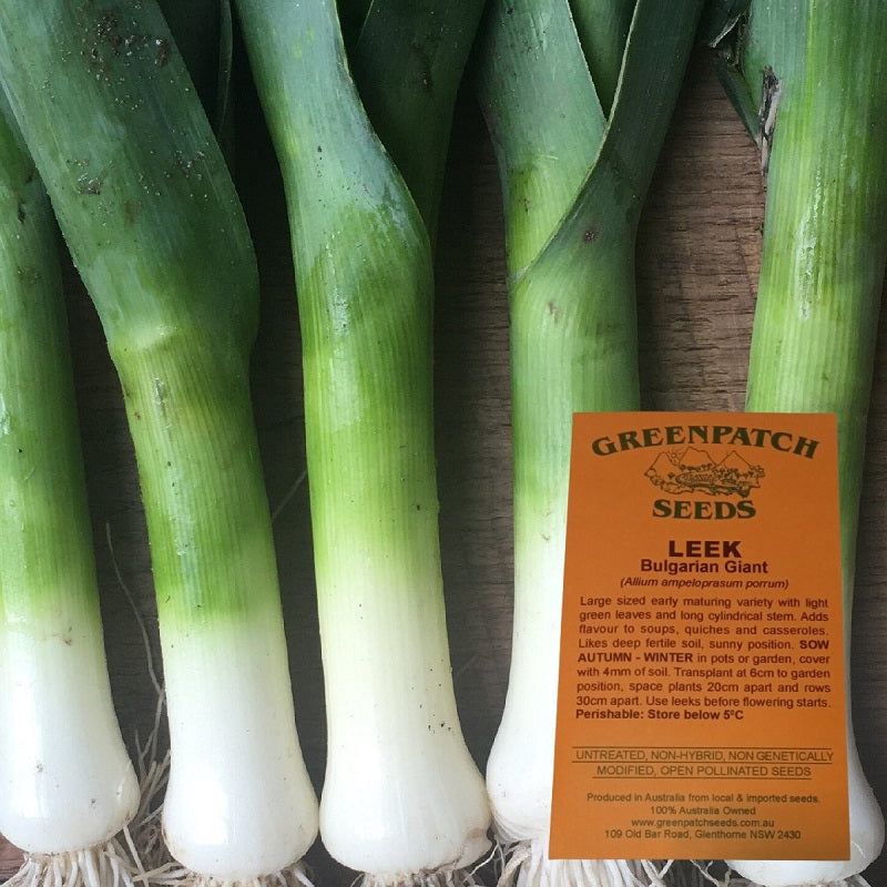 Heirloom Leek Vegetable Seeds from Greenpatch Seeds