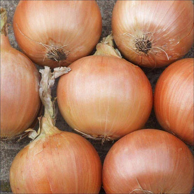 Gladalan Brown Onion Heirloom Veggie Seeds. Shop certified organic and heirloom veggie, herb and fruit seeds.