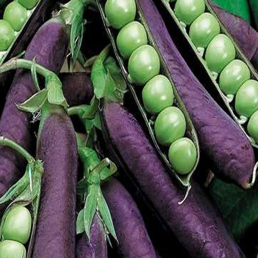 Certified Organic Purple Podded Climbing Pea. Shop now and buy your certified organic and heirloom veggie seeds online today at YourVegePatch.