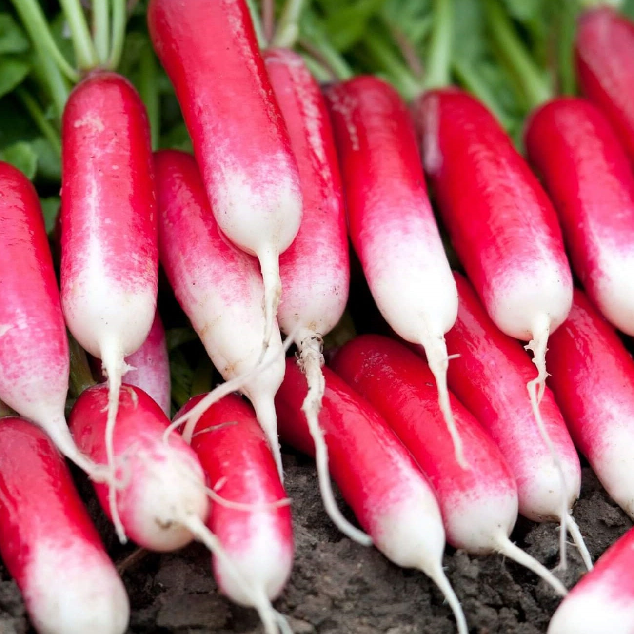 Certified Organic Radish Seed. Shop certified organic and heirloom vegetable seeds now.