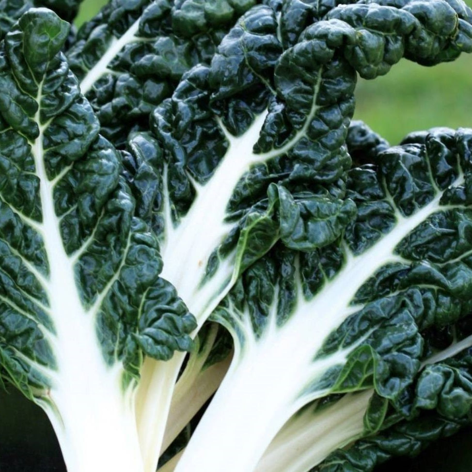 Silverbeet Seeds - Silver Ribs - Certified Organic