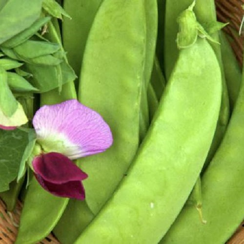 Heirloom-snowpea-vegetable-seeds