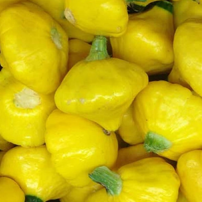 Squash Seeds - Golden Scallopini