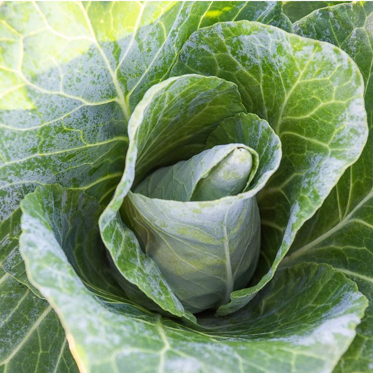 Cabbage Seeds - Sugarloaf