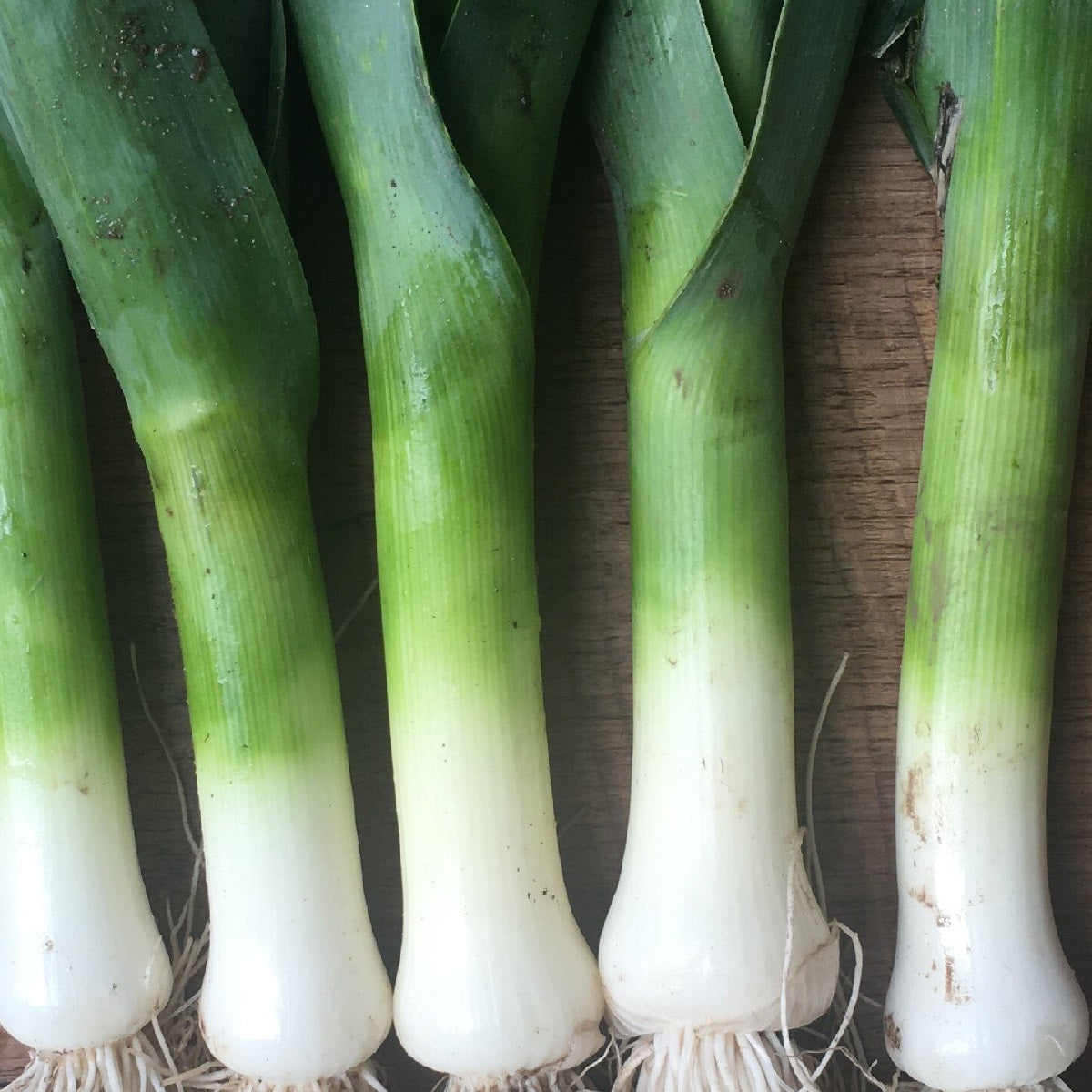 Leek Seeds - Bulgarian Giant