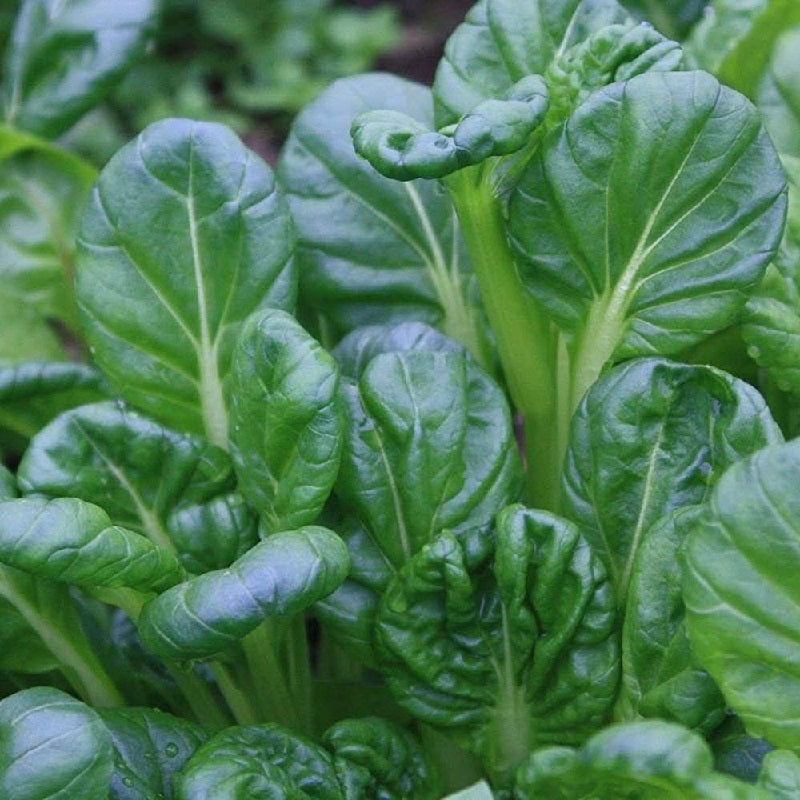 Tatsoi - Certified Organic Seeds