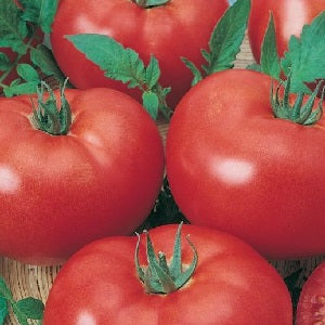 Tomato Seeds - Grosse Lisse - Certified Organic