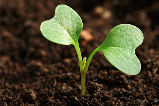 Organic Gardening and Improving Soil Health?