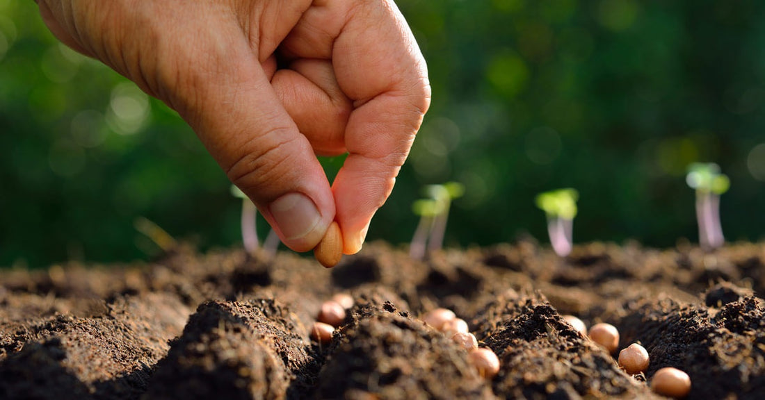 Why Organically Grown Seed is Important for Sustainability