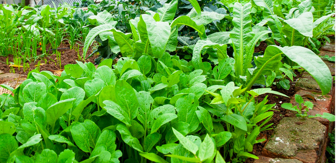 How to Start Your Own Veggie Patch