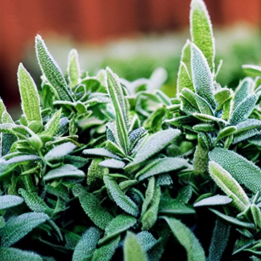 Benefits of growing sage in your vegetable garden, balcony or terrace.  You can grow Sage anywhere.