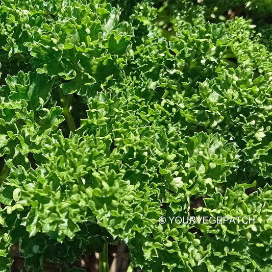 Spring is the Best time to Grow, four must haves!