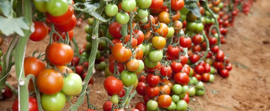 Growing Tomatoes from seed to harvest