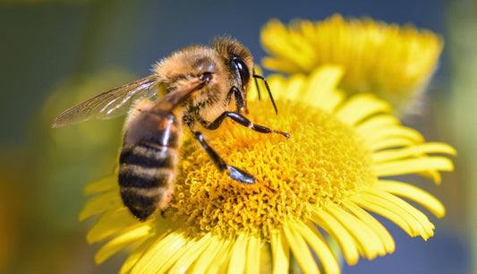 A Guide to Attracting Bees to Your Garden