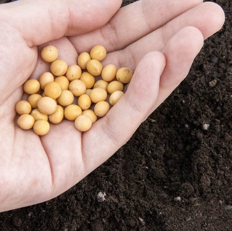 Why Organic and GMO-free Seed is so important!
