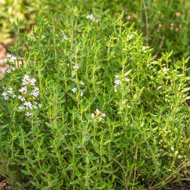Certified Organic Herb Thyme Seeds.