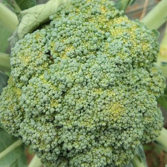 Broccoli Umpqua is a compact heavy bearing variety with a high quality main head and ample side shoots for multiple weeks. Leaves can eaten when young. These seeds are certified organic. Your Vege Patch has a range of certified organic and heirloom vegetable, herb, fruit and flower seeds for your vegetable garden.