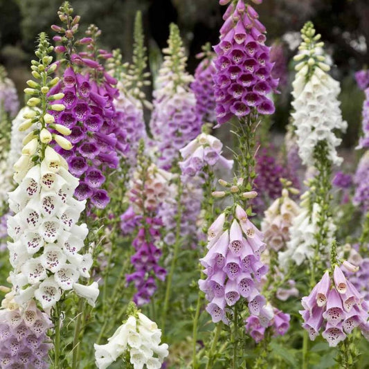 Certified Organic Foxglove Flower Seeds. Shop now and buy your certified organic, heirloom and untreated vegetable, herb, flower and fruit seeds online today and get your garden thriving.