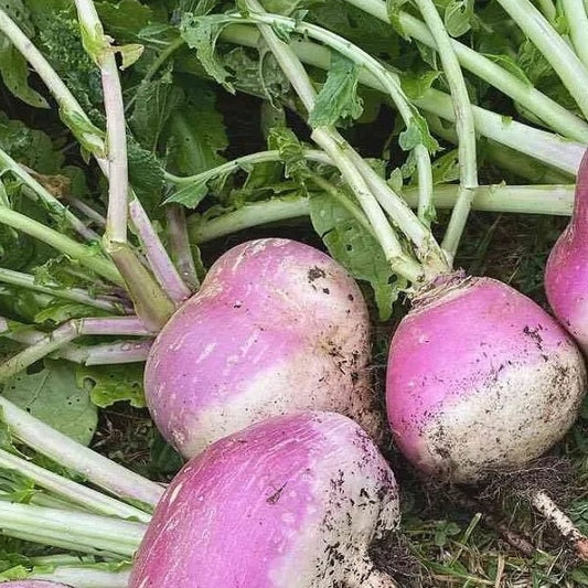 Certified Organic Purple Top Turnip Seeds. Shop now and buy your certified organic and heirloom vegetable, herb and flower seeds online today at YourVegePatch.