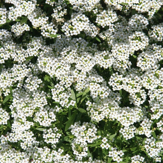 Alyssum Carpet of Snow is a hardy annual, compact ground cover with masses of white flowers for most of the year. Grow in sun to part shade position. Bee attractant. Shop now and buy your certified organic and heirloom flower, fruit, vegetable and herb seeds for your veggie garden online with YourVegePatch.