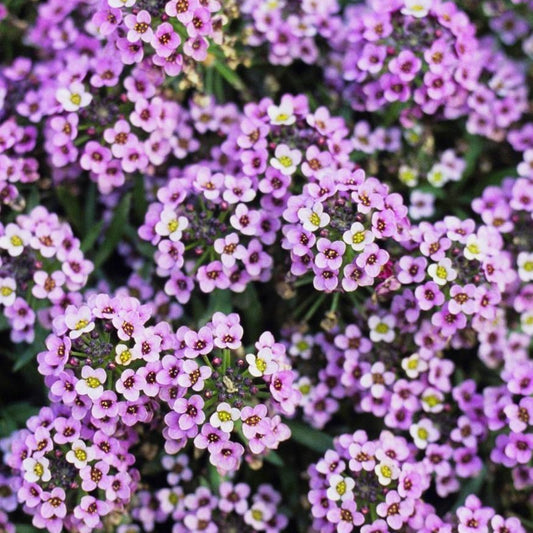 Alyssum Royal Carpet Flower Seeds. Shop now and buy your certified organic and heirloom flower, herb, vegetable and fruit seeds online today at YourVegePatch.