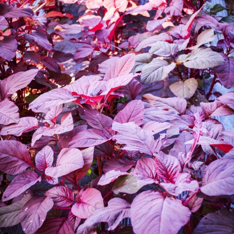 Certified Organic Seeds - Amaranth Leaf. Shop now and buy your certified organic and heirloom vegetable, herb, flower and fruit seeds and get your vegetable garden thriving,