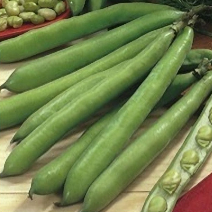 Broad Bean Long Pod seeds. Shop now and buy your certified organic and heirloom vegetable seeds and get your veggie garden thriving.