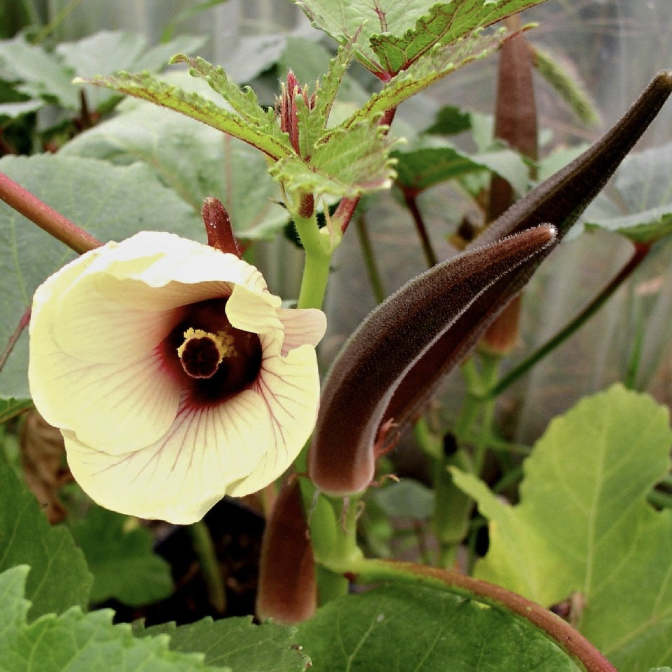 Certified Organic Burgundy Okra Seeds.  Shop now and buy your heirloom and certified organic vegetable seeds, herb seeds, fruit seeds and flower seeds and start growing fresh veggies