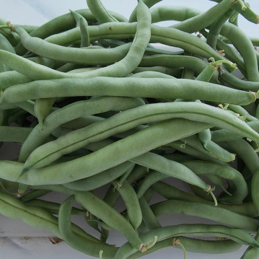 Certified Organic Bush Bean Hawkesbury Wonder Seeds. Shop now and buy your heirloom and certified organic vegetable, herb, fruit and flower seeds online and get your veggie garden growing.