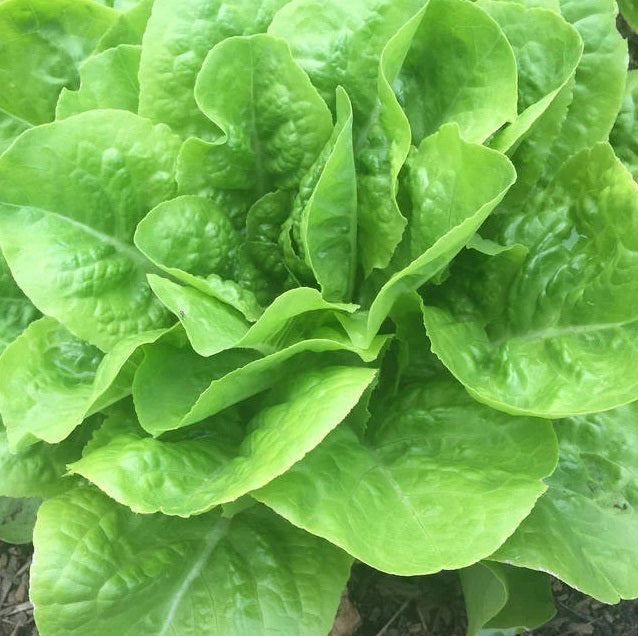 Butter Crunch Lettuce seeds. A common choice for Australian northern states, Buttercrunch Lettuce is known for its small, dark green, fan-shaped leaves and ability to tolerate warm conditions. Shop now and buy certified organic and heirloom vegetable seeds online and grow your own fresh veggies.