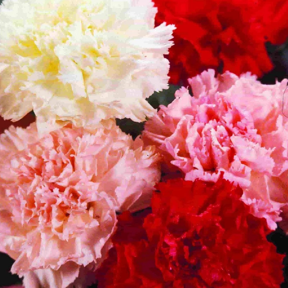 Carnation flower seeds.  Add a splash of colour and fragrance to your veggie garden.