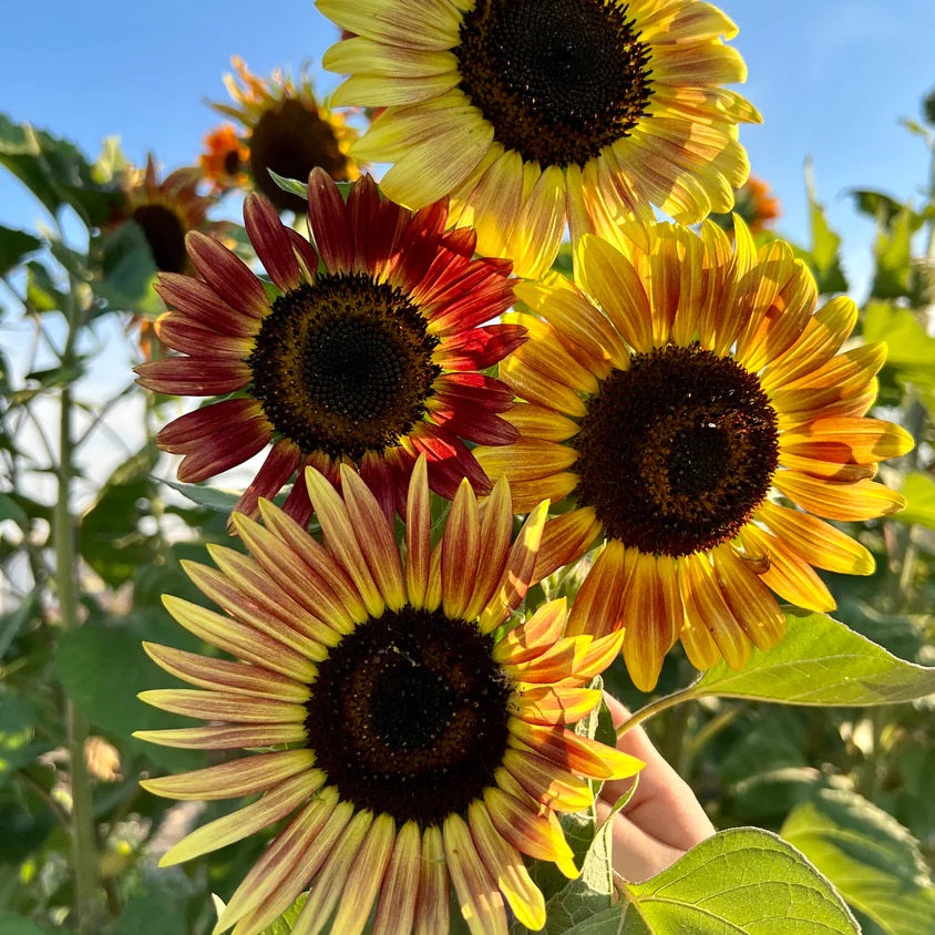 Certified Organic Evening Sun Sunflower Seeds. Shop now and buy your certified organic and heirloom flower, vegetable, fruit and flower seeds from YourVegePatch