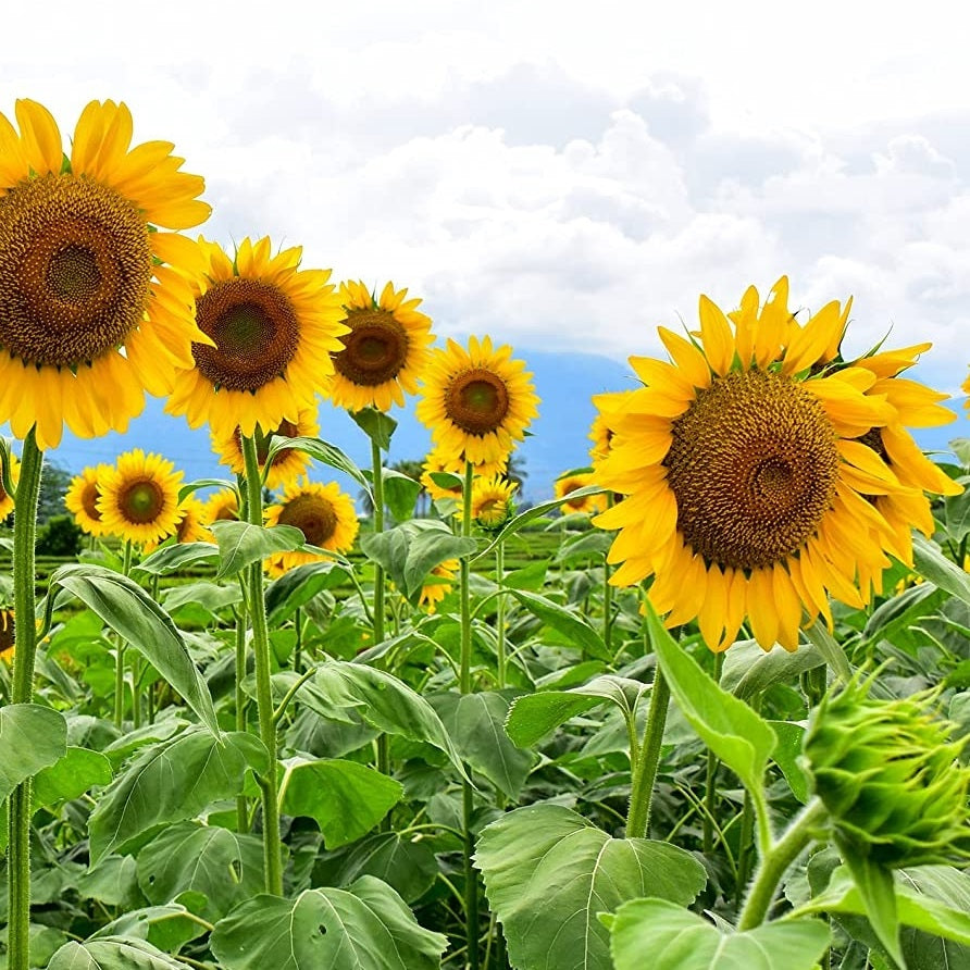 Sunflower Seeds - Mammoth - Certified Organic