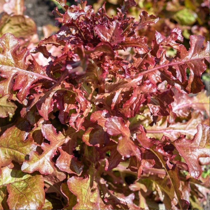 Lettuce Seeds - Red Salad Bowl - Certified Organic