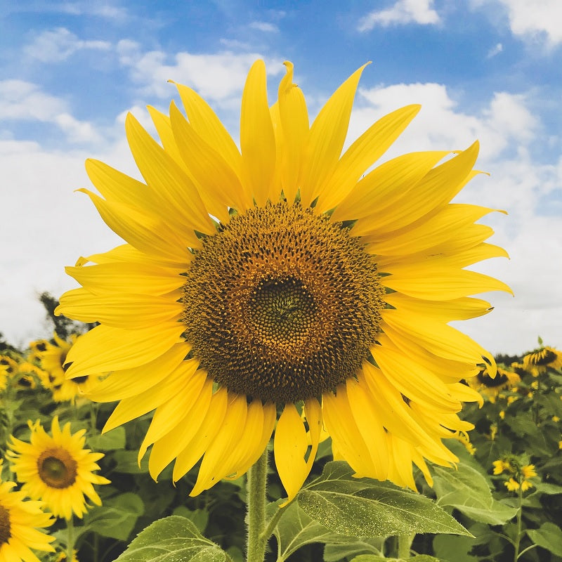 Certified Organic Sunflower Seeds for planting in your garden. Shop now and buy your certified organic vegetable, herb, fruit and flower to get your vegetable garden thriving.