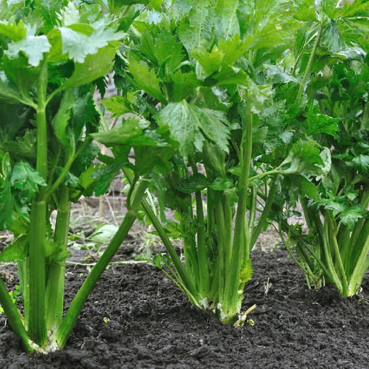 Certified Organic Tendercrisp Celery Seeds. Shop now and buy your certified organic and heirloom vegetable, herb and fruit seeds online today and get your veggie garden growing.