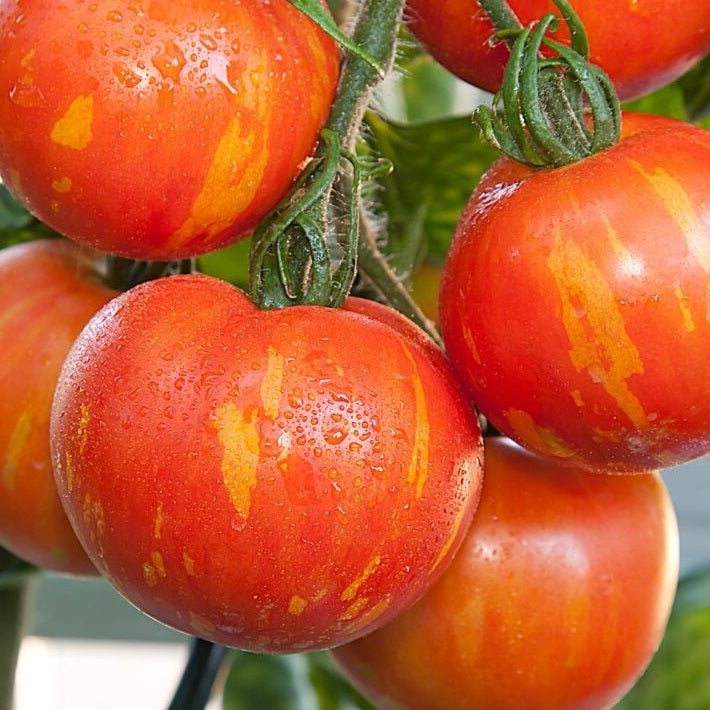 Certified Organic Tigerella Tomato Seeds. Shop now and buy heirloom and certified organic tomato seeds and grow your own tomatoes in your veggie garden.