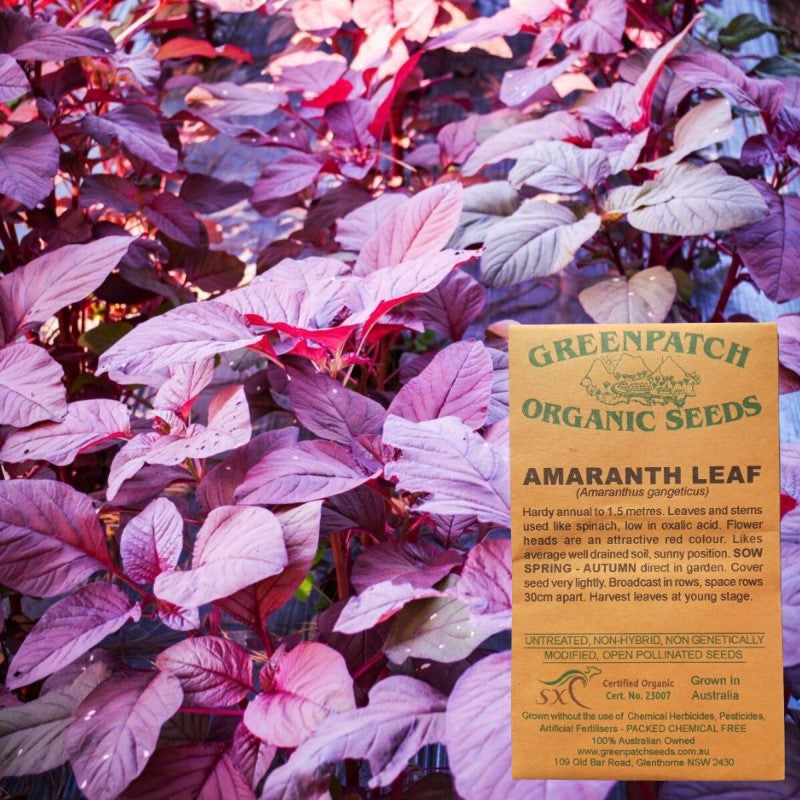 Certified Organic Seeds - Amaranth Leaf. Shop now and buy your certified organic and heirloom vegetable, herb, flower and fruit seeds and get your vegetable garden thriving,