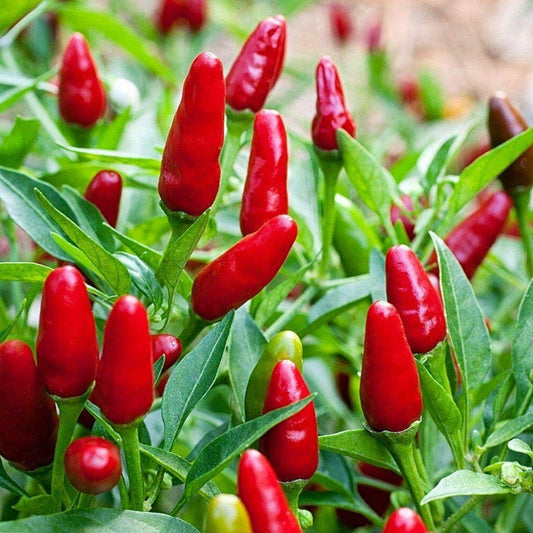 Certified Organic Hot Thai Birds Eye Chilli Seeds. Hot Thai Chilli is also known as Birds Eye Chilli and is a popular annual to 60cm producing plenty of narrow red chillies to 7cm long.  Your Vege Patch has a range of certified organic and heirloom vegetable, herb and flower seeds for your vegetable garden.. Shop Now!