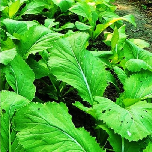 Celery Seeds - Chinese Broadleaf - Certified Organic