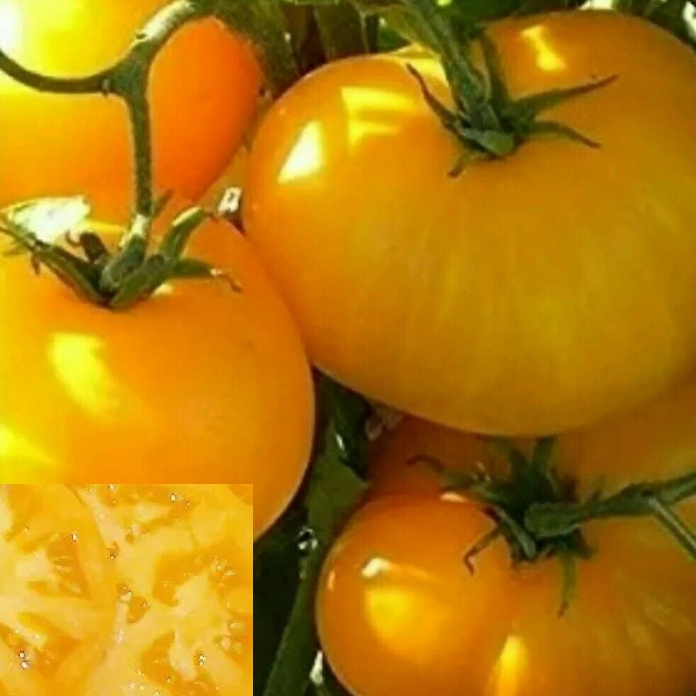 Colossal Yellow Certified Organic Tomato Seeds.  Shop now and buy your heirloom and certified organic tomato seeds online today at YourVegePatch and get your veggie garden thriving.