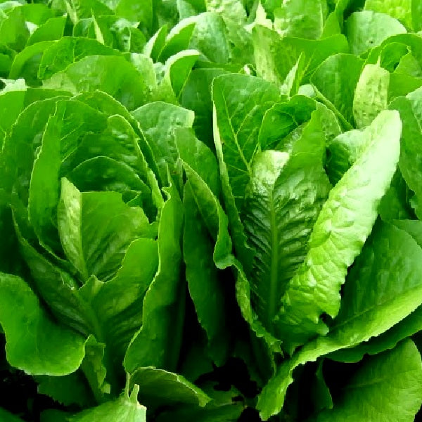 Certified Organic Cos Verdi Lettuce Seeds. Shop now and buy your certified organic and heirloom vegetable, herb, fruit and flower seeds online today.