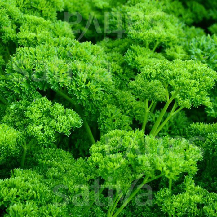 Curled Parsley Seeds Herb Seed YourVegePatch